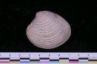 藏品(加州鬼簾蛤)的圖片